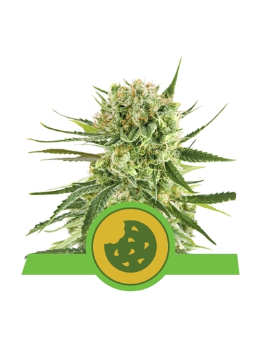 Royal Cookies Automatic Royal Queen Seeds (5)