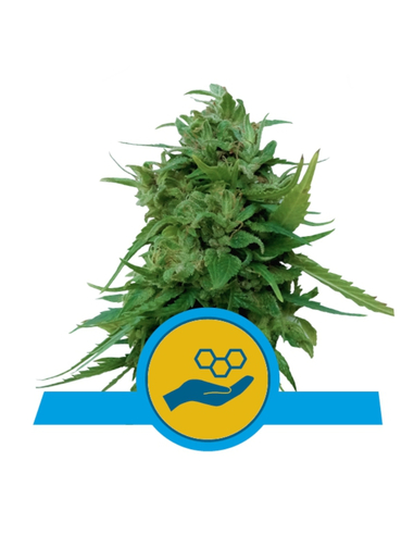 Solomatic CBD Auto Royal Queen Seeds (5)
