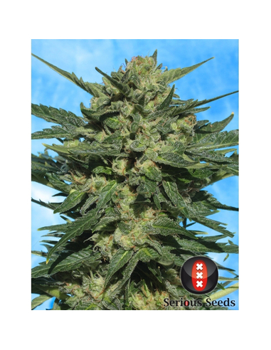 White Russian Auto Serious Seeds (6)