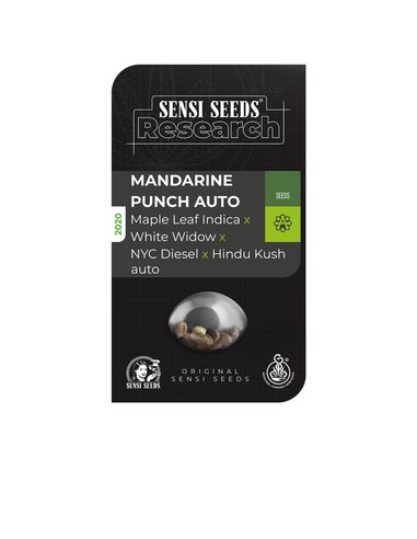 Mandarine Punch Auto Sensi Seeds (5)