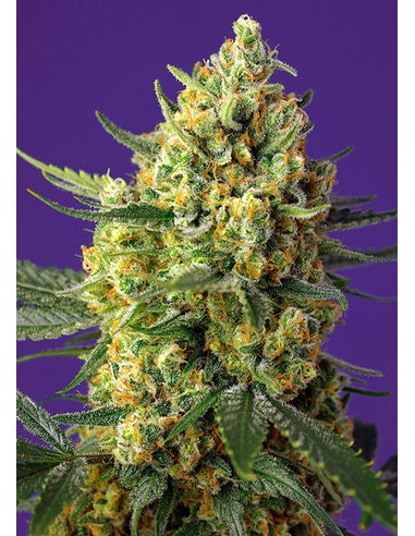 Auto Crystal Candy XL Sweet Seeds (5)