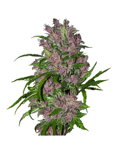 Purple Bud Auto White Label Seeds (5)