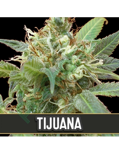 Tijuana Blimburn Seeds (3)