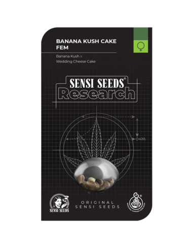 Banana Kush Cake Feminizada Sensi Seeds (1)