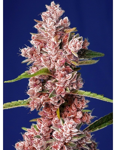 TROPICANNA POISON F1 FAST VERSION Sweet Seeds (5)