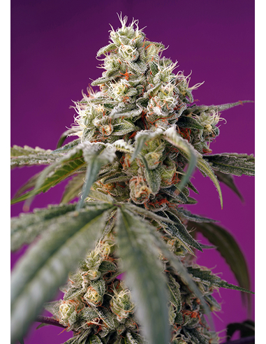 Bruce Banner Auto Sweet Seeds (3)