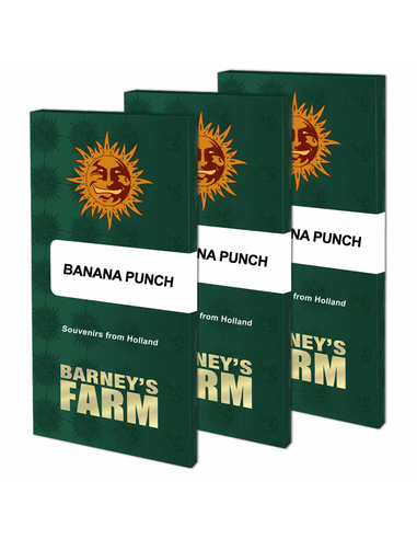 Banana Punch Feminizada Barneys Farm (5)