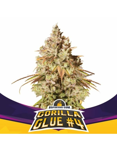 Gorilla Glue #4 Feminizada BSF Seeds (4)