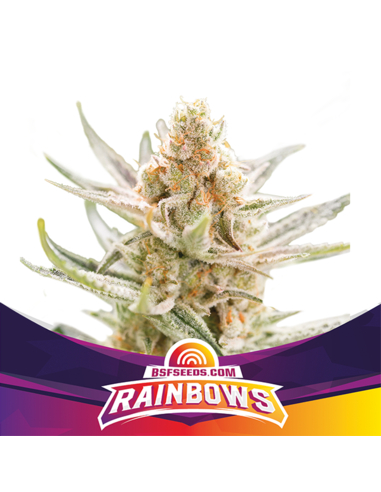 Rainbows Feminizada BSF Seeds (4)