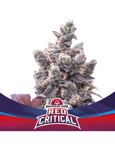 Red Critical Auto BSF Seeds (4)