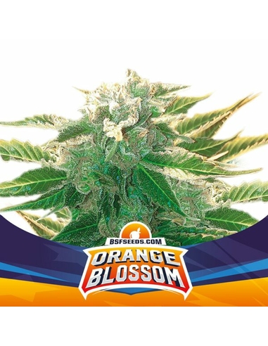Orange Blossom XXL Auto BSF Seeds (4)
