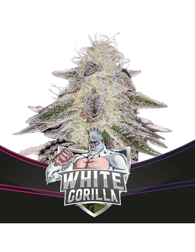 White Gorilla Feminizada BSF Seeds (4)