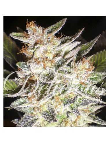 Cheese Candy auto Delicious Seeds (5)