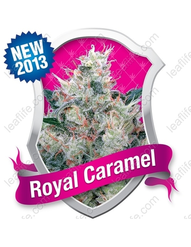 Royal Caramel Feminizada Royal Queen Seeds (3)