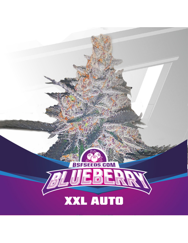 Blueberry XXL Auto (4)