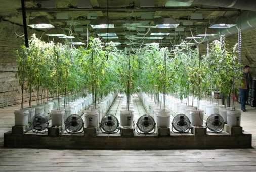 Plantas de marihuana hembras