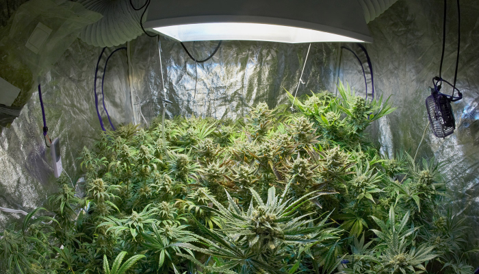 Iluminación de cultivo interior de marihuana / Fuente: Blog marihuanaonline.eu