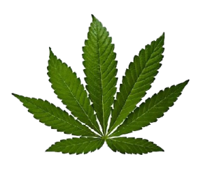 Cannabis Sativa e Indica: Características, cultivo y efectos | GrowShop