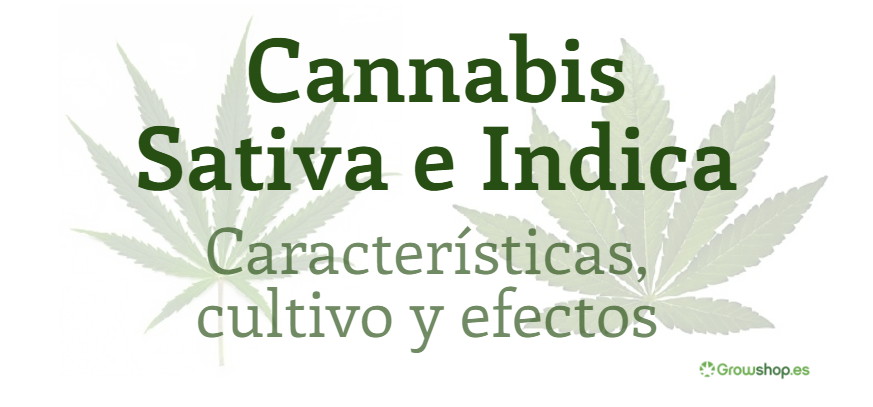 Cannabis Sativa e Indica: Características, cultivo y efectos | GrowShop