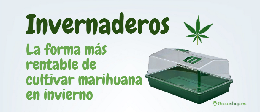 Cultivar Marihuana en Invernadero 【 Paso a Paso 】TIPS ☑️